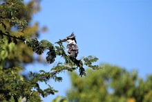 Black White Bird Kingfisher Ceryle Rudis On The Tree 
