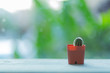 © phalakon - A cactus in a pot stands in front of a window with a green background.