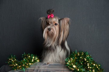 Wall Mural - Young cute yorkshire terrier in studio on gray background