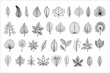 vector line-art leaves, outline illustration, black linear leaves isolated on white background,  outline leaf, collection of different type leaves for your design