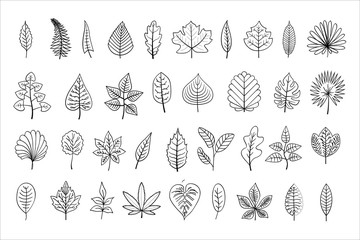 line-art leaves, outline illustration, black linear leaves isolated on white background,  outline leaf, collection of different type leaves for your design