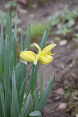 Two yellow buds of daffodils with green leaves. Blurred earth background