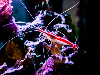Wall Mural - Pacific cleaner shrimp (Lysmata amboinensis) on a reef tank