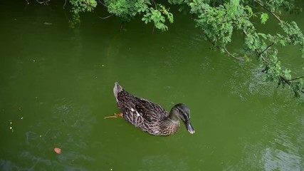 Wall Mural - brown duck swimming in the pond in springtime. sardinia, italy