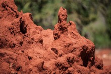 Close-up Of Ant Hill