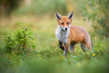 lovely red fox, vulpes vulpes, facing camera with adorable eyes in green summer nature. wild mammal 