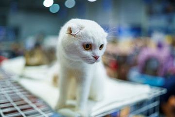 A small white Scottish kitten. Cats concept. Pet friend