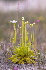 Sticker - Flowers of Marsh grass of Parnassus