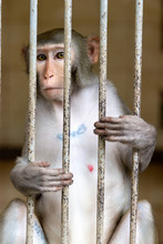 Monkey In A Cage. Rhesus Macaque - Macaca Mulatta