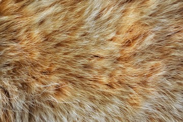 Background from natural fur of my domestic cat of red color. Red hair.