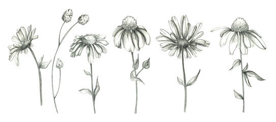 Pencil daisy flowers set isolated on white background. Pencil flowers set. Chamomile collection. Botanical illustration set. Floral drawing. Use it for design, invitation, textile.