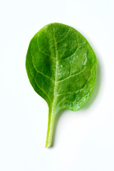 Wall Mural - spinach leaf on white