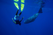 Snorkeling With Whales