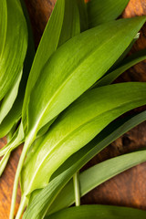 Sticker - Green wild garlic leaves. Ramsons leaves