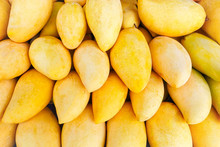Yellow Mango Close-up, Ripe Juicy Fruit.                         