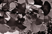 Sunlit Leaves In Black And White