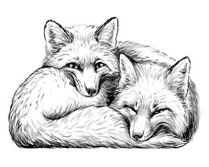 Wall Mural - little foxes. wall sticker. hand-drawn, sketch portrait of two cute smiling sleeping little foxes on