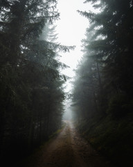 Wall Mural - view towards the path to the dolomites