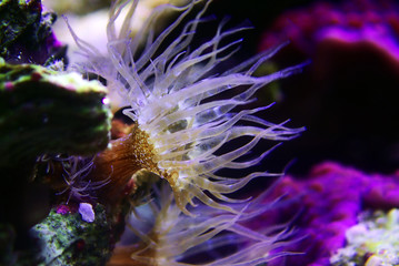 Canvas Print - Small glass anemone pest - Exaiptasia or Aiptasia Pallida