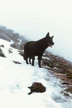 Big Dog On A Mountain