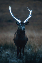 Deer Bull In Nature
