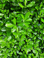 Poster - green leaf foliage texture, leaf nature background