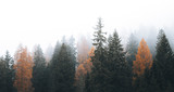 Misty coniferous forest in Dolomites