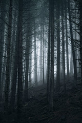 Wall Mural - dark misty forest