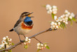 Leinwandbild Motiv Bluethroat bird close up ( Luscinia svecica )