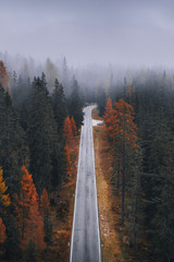Wall Mural - scenic route among the forest