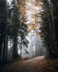 Wall Mural - misty autumn forest