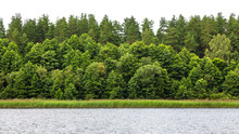 Lush Green Forest On The Horizon Is Isolated. The Edge Of A Forest With Deciduous And Coniferous Trees On A River, Natural Background.