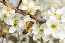 Close-up Of A Honey Bee Pollinating And Sipping From A Blooming Blackthorn Shrub Flower In Spring