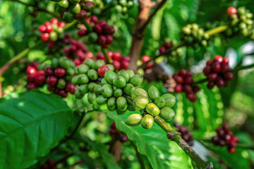 Arabica and Robusta tree in Coffee plantation, Buon Me Thuot or Buon Ma Thuot, Dak Lak, Vietnam.