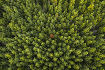 Wall Mural - drone view of coniferous forest
