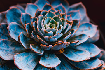 Wall Mural - Succulent plant closeup