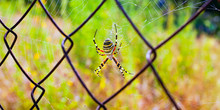 Yellow Striped Spider Weaved A Web On A Metal Grid Close-up