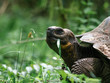Large gal√°pagos tortoise