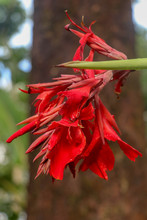 Close-up Of Blossoming Flowers Canna With Buds And Leaves Growing. Raindrops On Leaves And Flowers. Bautiful African Arrow-root In Red Color. Detail Shot Of Canna Lily A With Fiery Red Leaves.