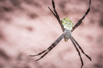 spider on a web