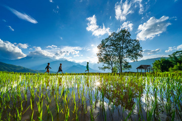 children on terraces at y ty, near sapa, lao cai, vietnam same world heritage ifugao rice terraces i