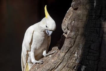 Wall Mural - Close up Yellow Crested Cockatoo Perched on Branch Isolated on Background