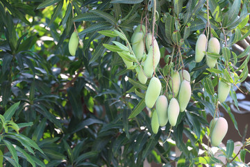 Wall Mural - Green mango that is not yet ripe.