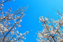 Low Angle View Of Blossoming Tree Against Blue Sky