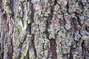 birch bark close up background texture