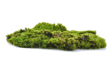 Wall Mural - Moss green on white background.