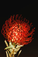Red Pincushion Protea Flower