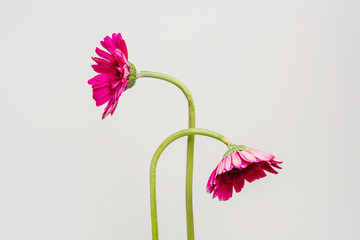 Wall Mural - Two withered pink Gerbera daisy flowers on a gray background