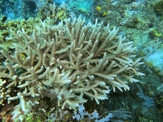 Wall Mural - The amazing and mysterious underwater world of Indonesia, North Sulawesi, Manado, gorgonian coral