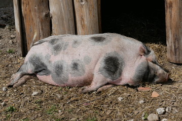 pig having his rest